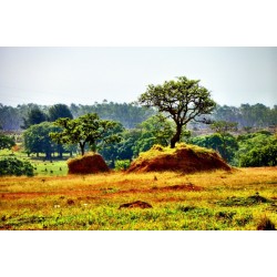 BNDES bloqueia R＄ 62 milhões em crédito em imóveis com indícios de desmatamento